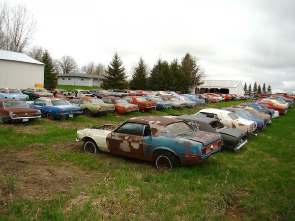 Mustangs In Field