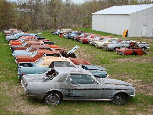 Lines Of Mustangs