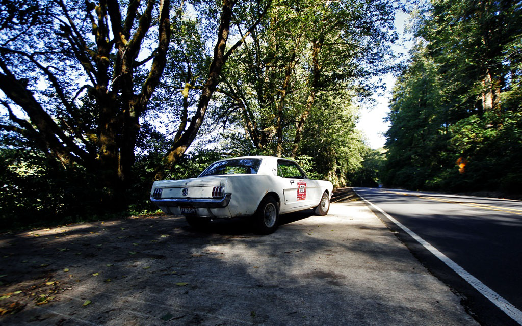 BF Mustang in the Oregon Forest